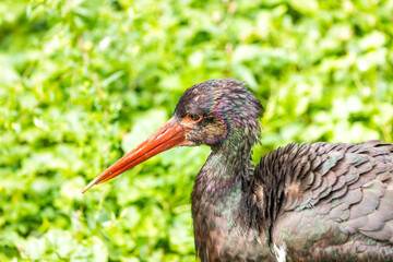 Black Stork (Ciconia nigra) in Eastern Europe