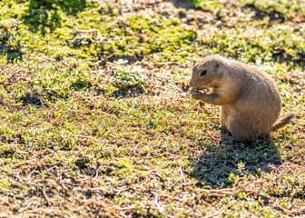 Black-tailed Prairie Dog (Cynomys ludovicianus) in Mexico