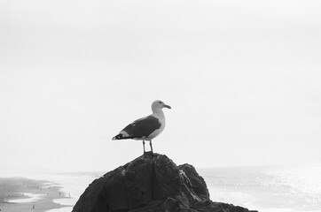 Seagull Black & White