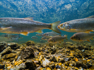 Underwater shot of a large variety of freshwater fish swimming in clear river Avon