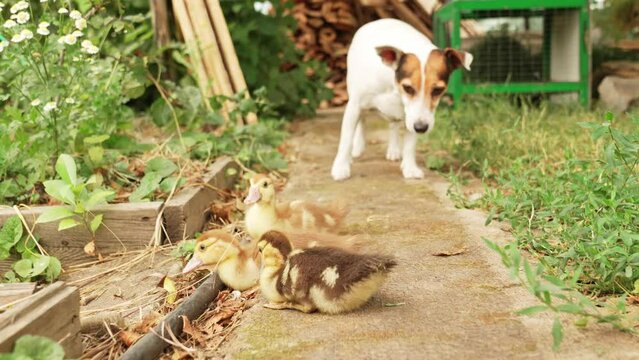 dog and Cute little ducklings walking on the lawn. 