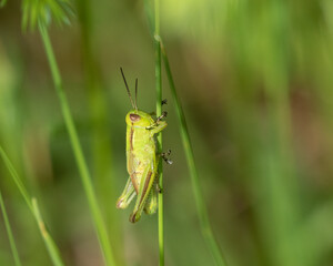 grasshopper on grass