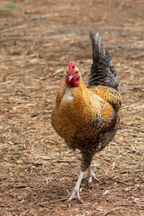 rooster in a farm