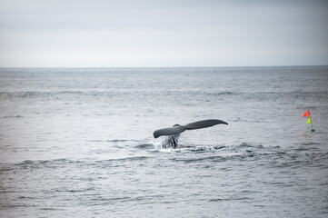 Fototapeta premium Whale's tail in the ocean