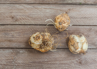 Three Bulbs of Fritillaria persica on table. Flat lay