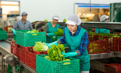 Busy young female worker of vegetable sorting and processing factory arranging selected fresh organic lettuce in plastic boxes. - obrazy, fototapety, plakaty