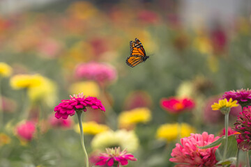 Butterfly in flight between wild flowers