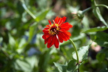 Red flower close up in field for wild flowers
