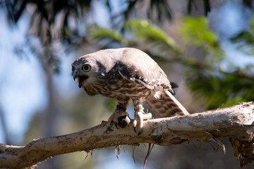 The barking owl has bright yellow eyes and no facial-disc. Upperparts are brown or greyish-brown, and the white breast is vertically streaked with brown.
