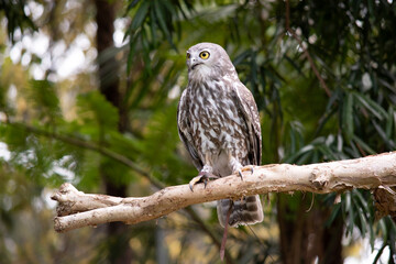 The barking owl has bright yellow eyes and no facial-disc. Upperparts are brown or greyish-brown, and the white breast is vertically streaked with brown
