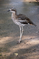 The bush stone curlew has grey-brown feathers with black streaks, a white forehead and eyebrows, a broad, dark-brown eye stripe and golden eyes