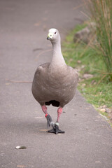 The Cape Barren Goose is a very large, pale grey goose with a relatively small head. It has rows of large dark spots in lines across the shoulders and wings.