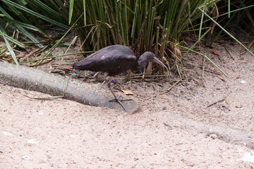 The glossy ibis neck is reddish-brown and the body is a bronze-brown with a metallic iridescent sheen on the wings.