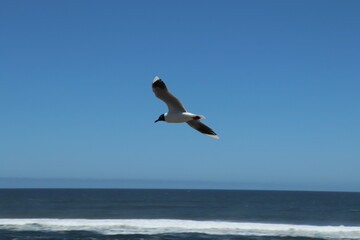 Chile Birds 