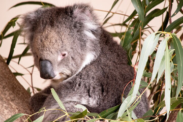 the Koala has a large round head, big furry ears and big black nose. Their fur is usually...