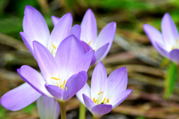 Autumn crocus (Colchicum speciosum) bloomin in September in Aberdeen, Scotland