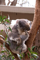 the Koala has a large round head, big furry ears and big black nose. Their fur is usually grey-brown in color with white fur on the chest, inner arms, ears and bottom.
