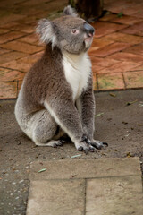 Fototapeta premium the koala is looking up at a tree he is going to climb