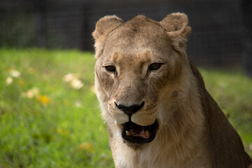 Being smaller and lighter than males, lionesses are more agile and faster. During hunting, smaller...