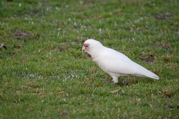 this is a side view of a long billed coella looking for food in the grass