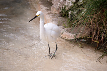 the little egert is an all white water bird with a black beak