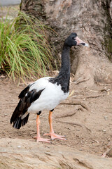the magpie goose is walking around the park looking for food