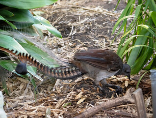 the lyre bird male has an ornate tail, with special curved feathers that, in display, assume the shape of a lyre