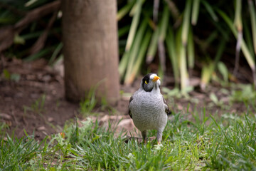 The noisy miner has a mostly grey body and black crown and cheeks. The bill is yellow, as are the legs and the naked skin behind the eye.