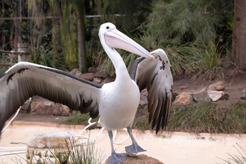 Australian pelicans are one of the largest flying birds. They have a white body and head and black wings. They have a large pink bill.