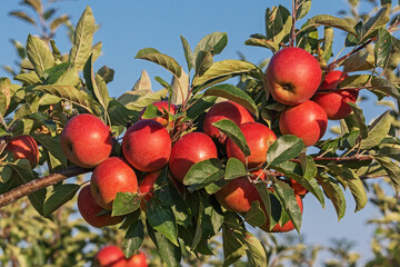 Reife rote Äpfel und Blätter in einer Apfelplantage im Alten Land, Niedersachsen.Mit blauem Himmel.