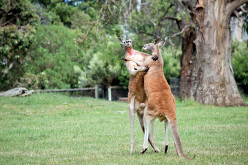 the red kangaroos are scratching each other in the chest and neck