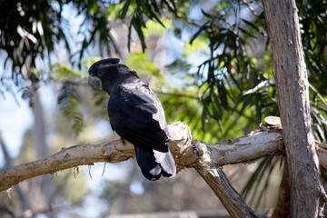 Male Red-tailed Black Cockatoos are black with two vibrant red stripes in the tail. They also have a very full crest and a black bill.