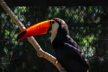 Toucan (Ramphastos toco) in Brazil