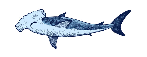 Hammerhead shark. Hand drawn ink illustrations in retro engraving style.
