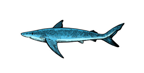 Blue shark. Hand drawn illustrations in retro engraving style.