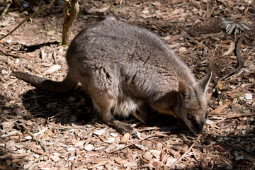 the tammar wallaby has a joey in her pouch