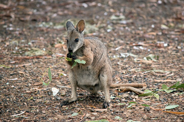 Naklejka na ściany i meble the tammar wallaby is standing up on its hind legs eating leaves