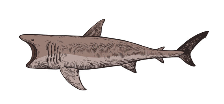 Basking shark. Hand drawn illustrations in retro engraving style.