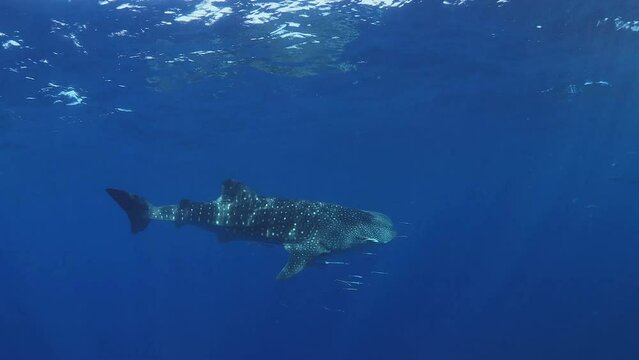 whale shark "Rhincodon typus" under the water off the coast of the Indonesian.