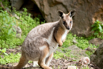 Naklejka na ściany i meble the yellow footed rock wallaby has a grey body with a white chest tan legs and a long tan and black tail