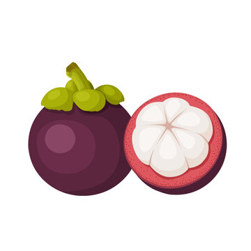 Vector illustration, mangosteen fruit or Garcinia mangostana, isolated on white background.