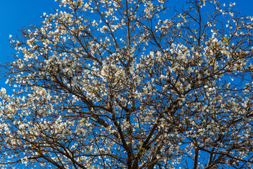 Ipes white tree flowering grove in the municipality of Marilia