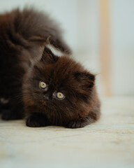 portrait of a kitten