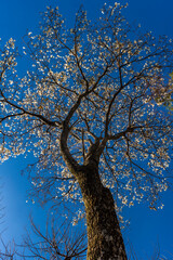 Ipes white tree flowering grove in the municipality of Marilia
