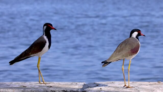 Close up view of two Red Wattled Lapwing birds by the lake.