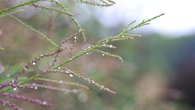 Close up view of pink flowering plant branch wet with rain drops