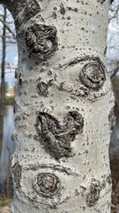 Heart and Eyes on a Birch