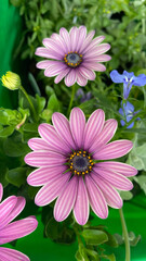 Purple Gerbera (Osteospermum)
