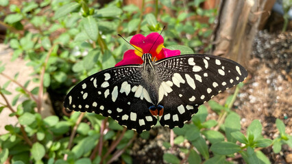 Lime Swallowtail (Papilio Demoleus)
