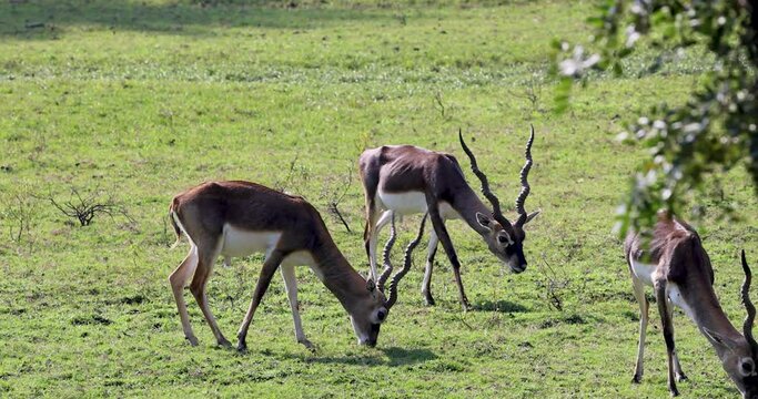 Endangered Black bucks in the Safari in Indian subcontinent, Near Hyderabad, Telangana.